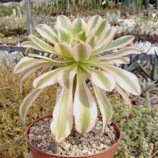 Aeonium arboreum cv. Tricolor