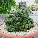 Euphorbia enopla     cristata