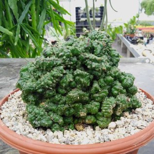 Euphorbia enopla     cristata