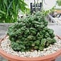 Euphorbia enopla     cristata