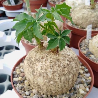 Jatropha berlandieri