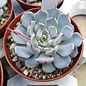 Echeveria texensis