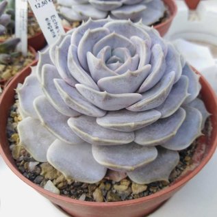 Echeveria elegans