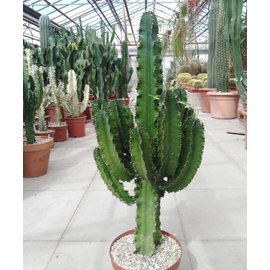 Euphorbia erythraea