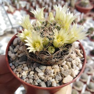 Mammillaria picta f. Aramberri L 1063 Aramberri, Nuevo Leon, MX, 900-1300 m