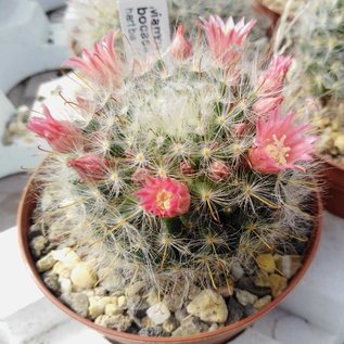 Mammillaria bocasana