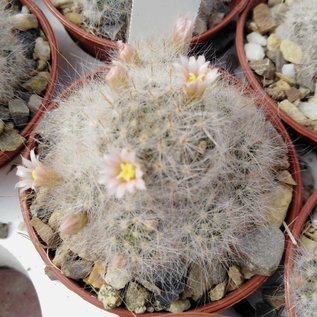 Mammillaria glassii