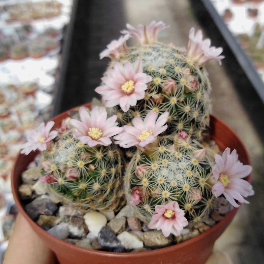 Mammillaria giselae - Uhlig Kakteen - more than 5,000 different species