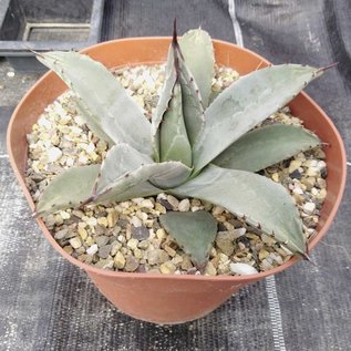 Agave parryi v. couesii  Yavapai Co., AZ, 1768m    (dw)