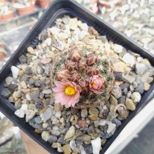 Pediocactus simpsonii-Hybr.       (dw)