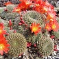 Rebutia chrysacantha   Santa Barbara, Salta nach Cafajate, Argentinien