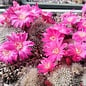 Rebutia senilis v. lilacino-rosea