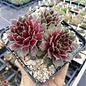 Sempervivum Abba       (dw)