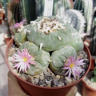 Lophophora williamsii v. decipiens XL