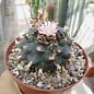 Lophophora williamsii Peyote  (syn. Anhalonium)