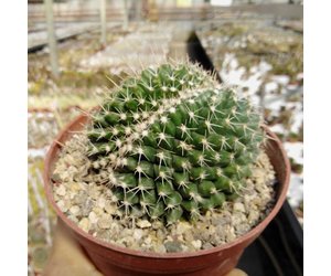 Mammillaria compressa cristata - Uhlig Kakteen - more than 5,000 