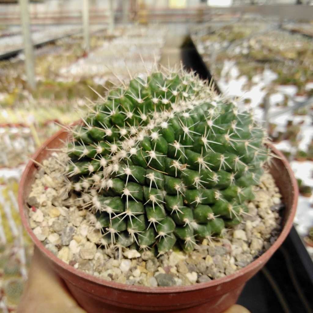 Mammillaria compressa cristata Uhlig Kakteen more than 5,000