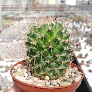 Mammillaria ernestii cv. albiflora