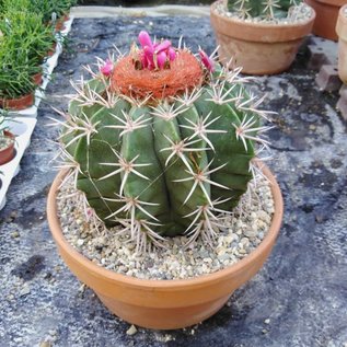 Melocactus bahiensis  mit Cephalium