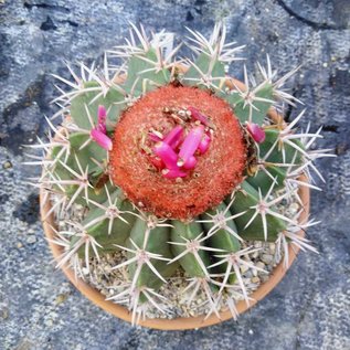 Melocactus bahiensis  mit Cephalium