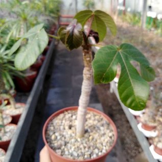 Jatropha gossypifolia