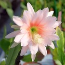 Epiphyllum-Hybr. Argus