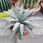 Agave macroacantha        (Semillas)