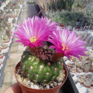 Notocactus uebelmannianus