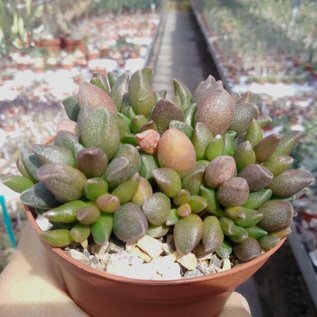 Adromischus marianiae cv. Little Spheroid Cochleari