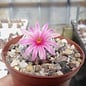 Mammillaria herrerae