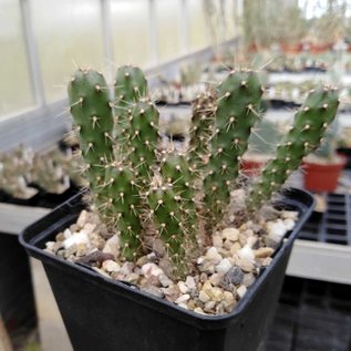 Opuntia spec.   Algund Südtirol    (dw)