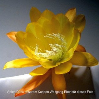 Epiphyllum-Hybr. French Gold