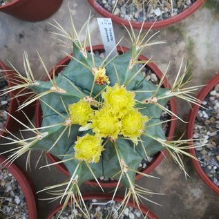 Ferocactus glaucescens