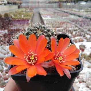 Rebutia albiareolata