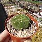 Matucana madisoniorum