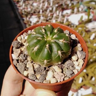 Matucana polzii