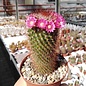 Mammillaria spinosissima cv. brunispina