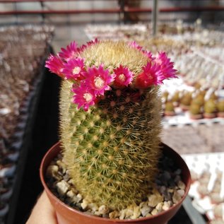 Mammillaria spinosissima ssp. pilcayensis