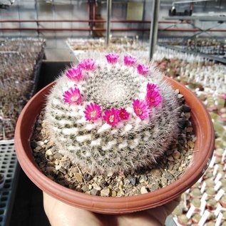 Mammillaria woodsii-Hybr