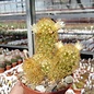 Mammillaria elongata