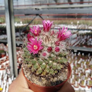 Mammillaria evermanniana