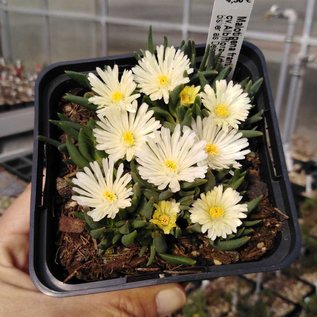 Malotigena frantiskae-niederlovae cv. Albiflora      (dw)