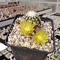 Echinocereus viridiflorus       (dw)