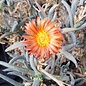 Delosperma cv. Orange Lesotho       (dw)