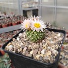 Pediocactus knowltonii      CITES, not outside EU (dw)