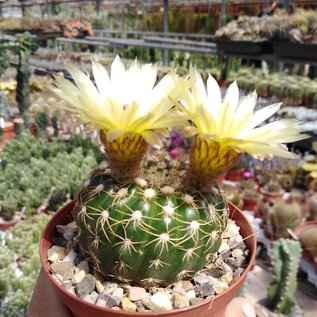 Notocactus uebelmannianus