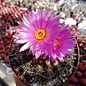 Notocactus crassigibbus