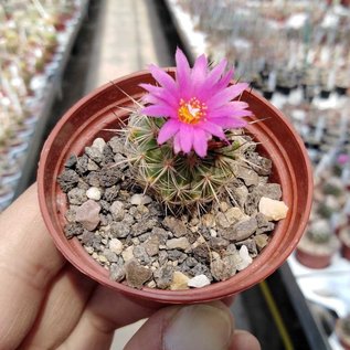 Gymnocactus viereckii L 1159 v. neglegtus Sierra Salamanca, Mexiko, 1000-1300 m   CITES, not outside EU