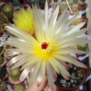 Notocactus rauschii  LW 043 Pedra Furada, Rivera, Uruguay