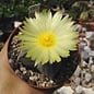 Astrophytum myriostigma